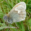 Small Heath