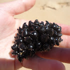 cuttlefish eggs