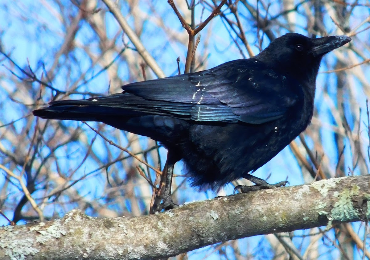 Common Raven