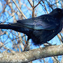 Common Raven