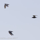 Whiskered Tern; Fumarel Cariblanco