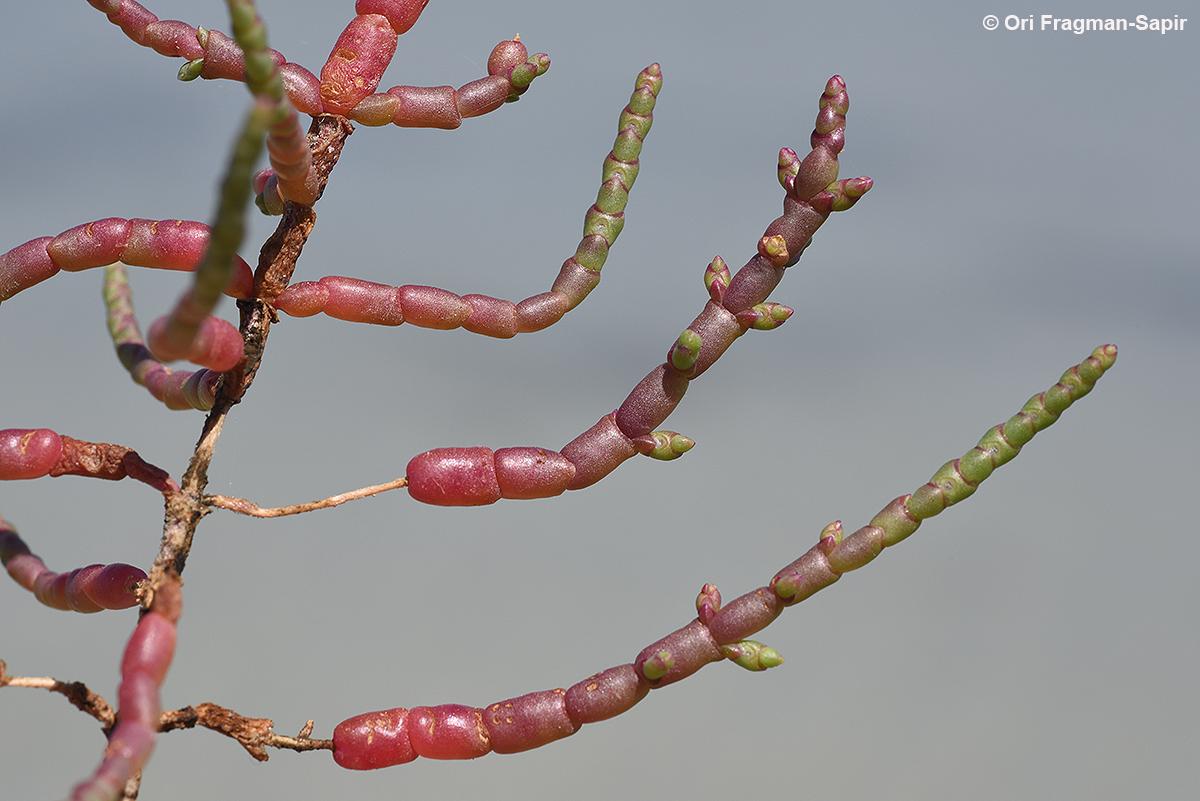 Common glasswort