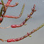 Common glasswort