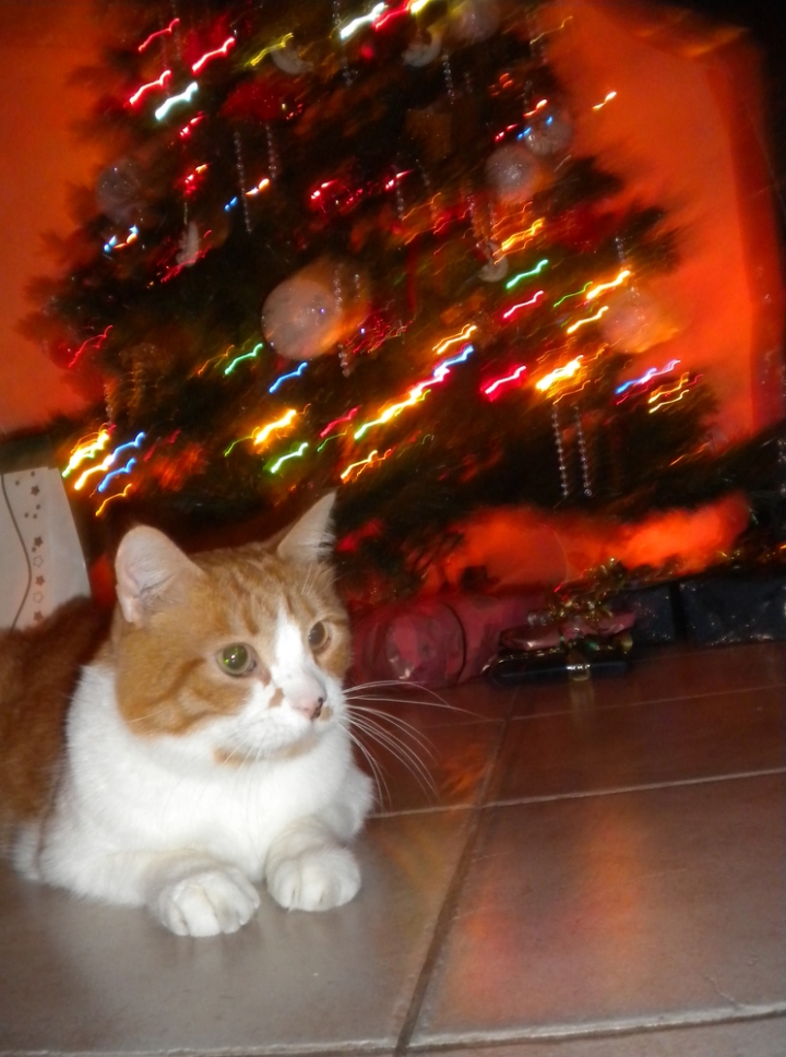 My cat christmas di niki.c