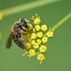 Mining Bee sp.