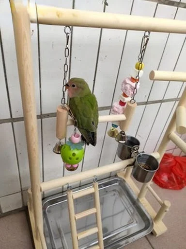 Wooden Parrot Play Stands, Bird Swing Tray Cup Toys, 53x23x36cm Hanging Ladder Bridge for Park Style Climbing Cage
