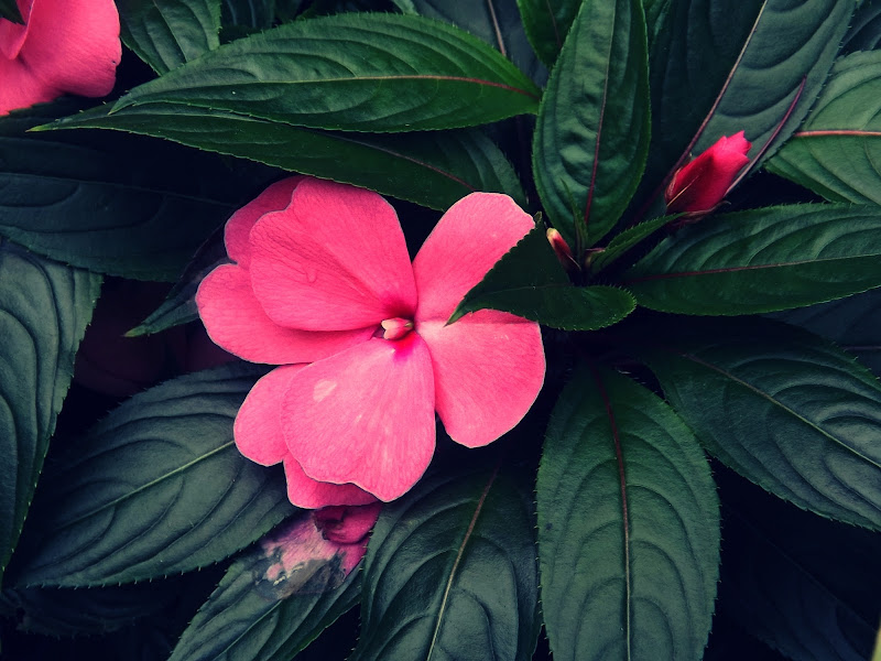 pink flower di manuelavignato