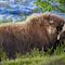 Item logo image for Musk Ox