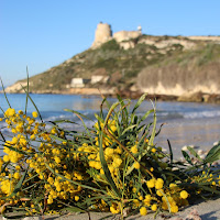 Fioritura marina di 