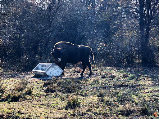 Bucharesti România 2019