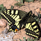 Swallowtail