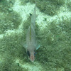 Squirrelfish