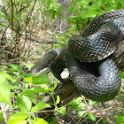 black rat snake