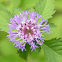 Lark Daisy, Brazilian Button Flower