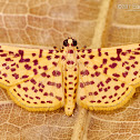 Red-spotted sweetpotato moth