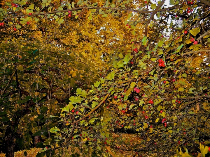 Autunno nel bosco di caba2011