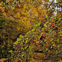 Autunno nel bosco di 