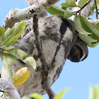 Southern 2-toed Sloth