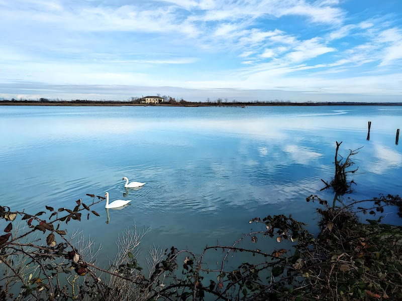 Cigni di Ilel