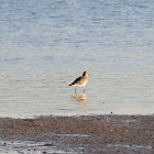 Sanderling