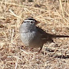 White Crowned Sparrow