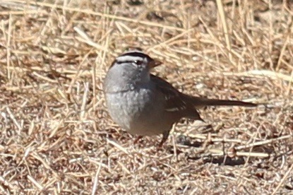 White Crowned Sparrow