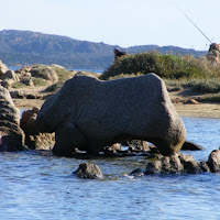 Rinoceronte in spiaggia di 