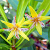 Red Mangrove