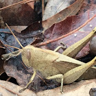 Mischievous Bird Grasshopper