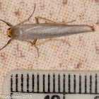 Hoary Footman