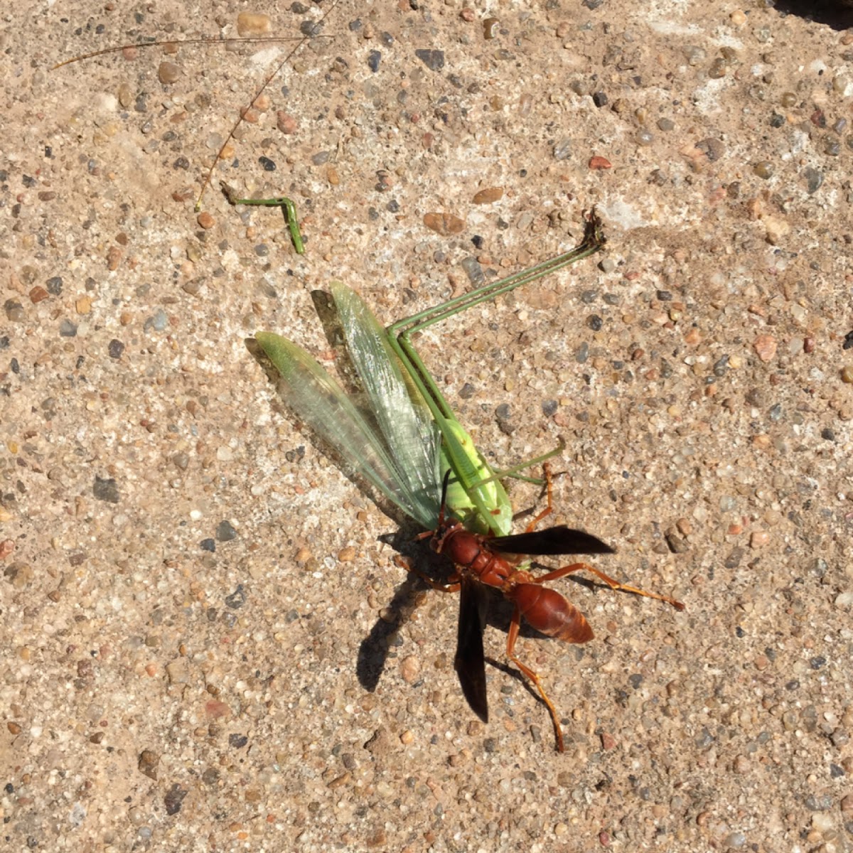 Wasp on grasshopper