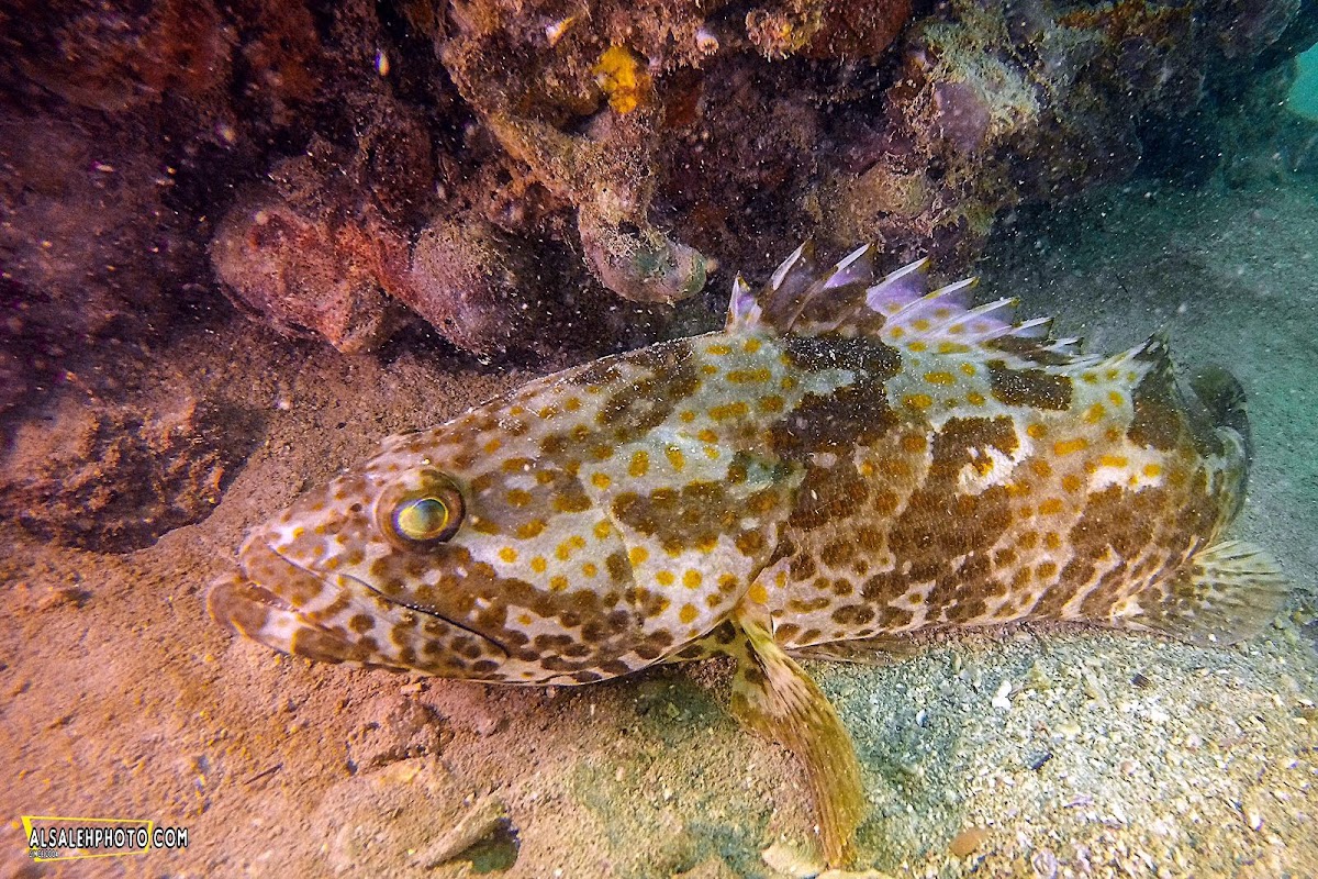 Grouper Fish.