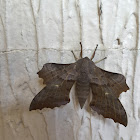 Hawk Moth