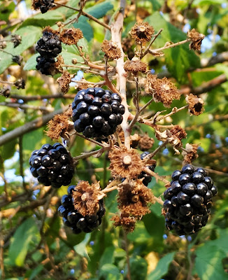  frutti settembrini per eccellenza. di eleulai