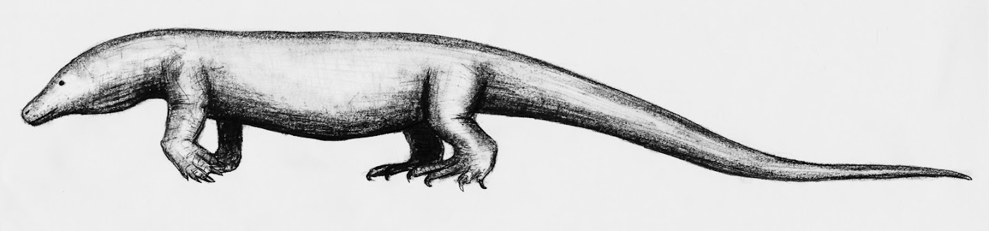 V. komodoensis