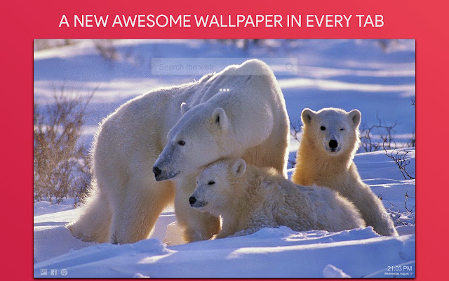 Polar Bear Wallpaper HD Custom New Tab