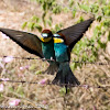 Bee-eater; Abejaruco