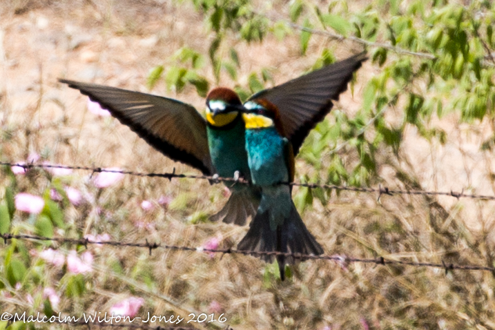 Bee-eater; Abejaruco