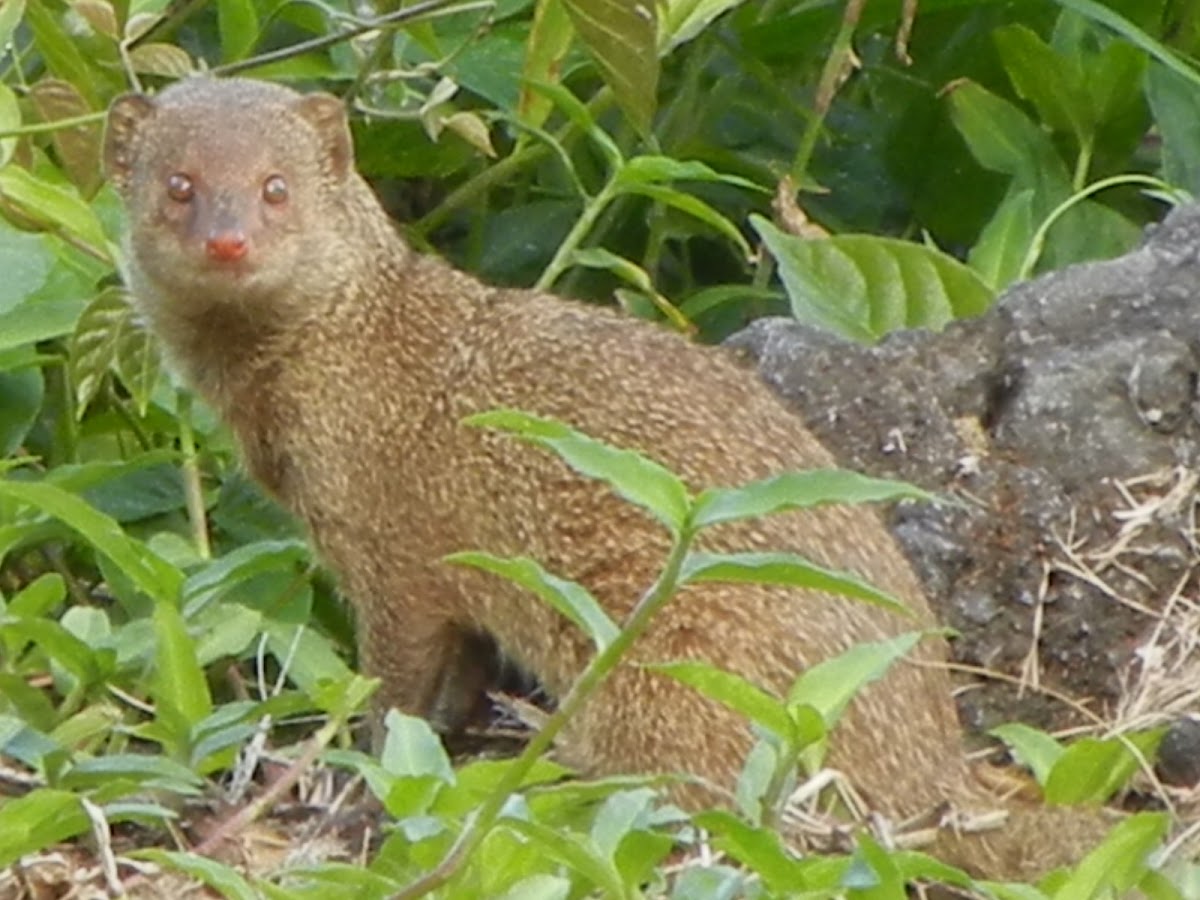 Small Asian Mongoose