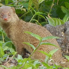 Small Asian Mongoose