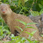 Small Asian Mongoose