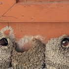 American Cliff Swallow