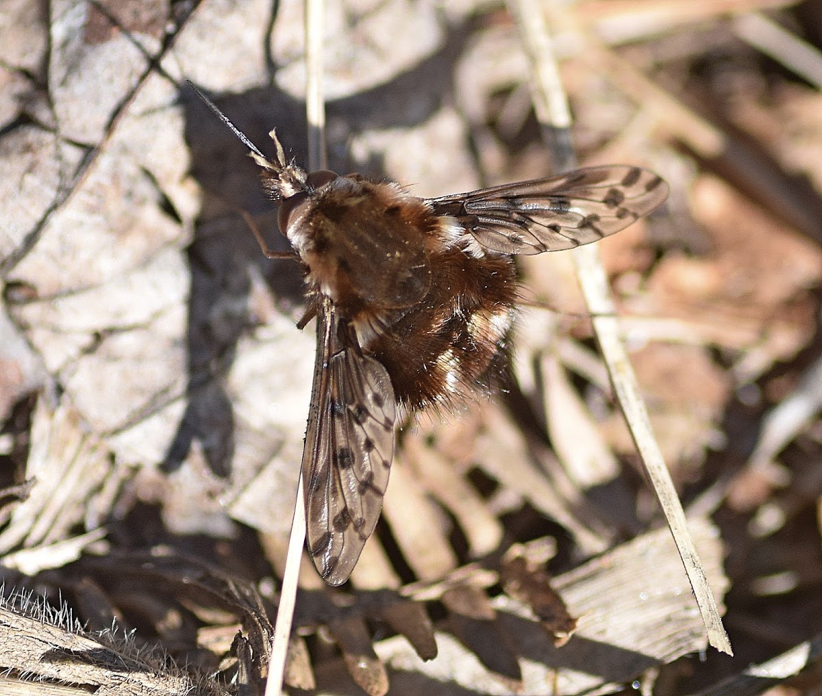 Bee Fly