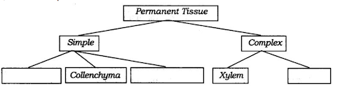 Plant tissues