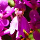 Early-purple orchid