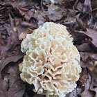 Cauliflower Mushroom