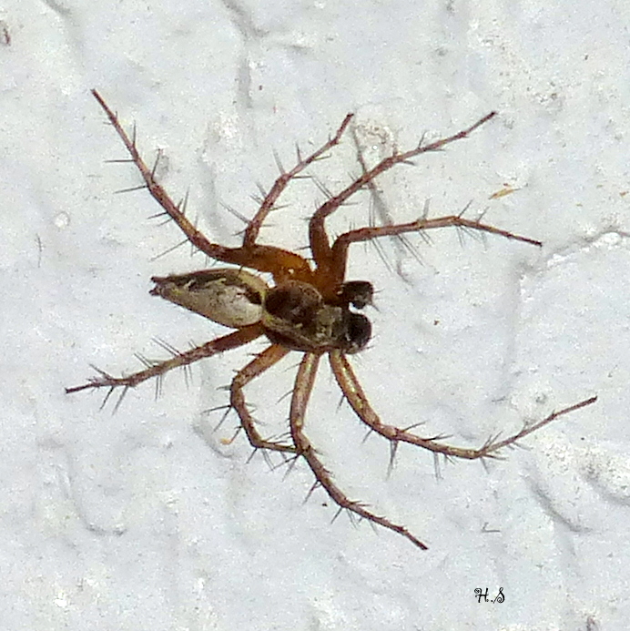 Western Lynx Spider