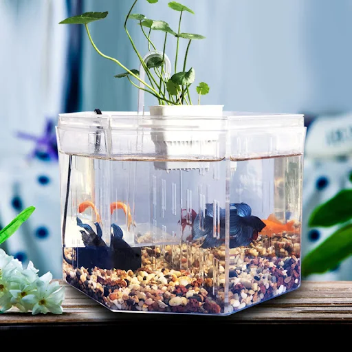 Big Size 4 Rooms Aquarium Acrylic Four Splits Betta Fish Tank With Basket Plant 4 Bow Fighting Isolation hatch breed box