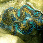 Giant Clam