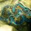 Giant Clam